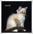 /album/arnold/arnold-12-hetes-002-jpg/